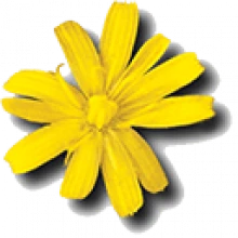 Cloanto Amiga Forever Plus Edition 11.2.0