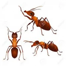12 Ants 6.79